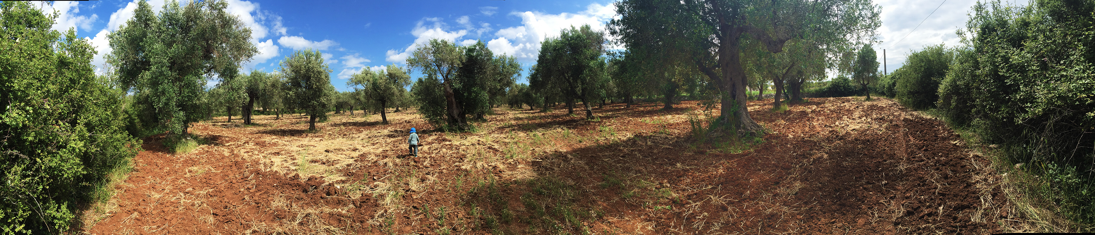 puglia-olivefields